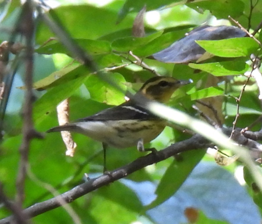 Blackburnian Warbler - ML642168654