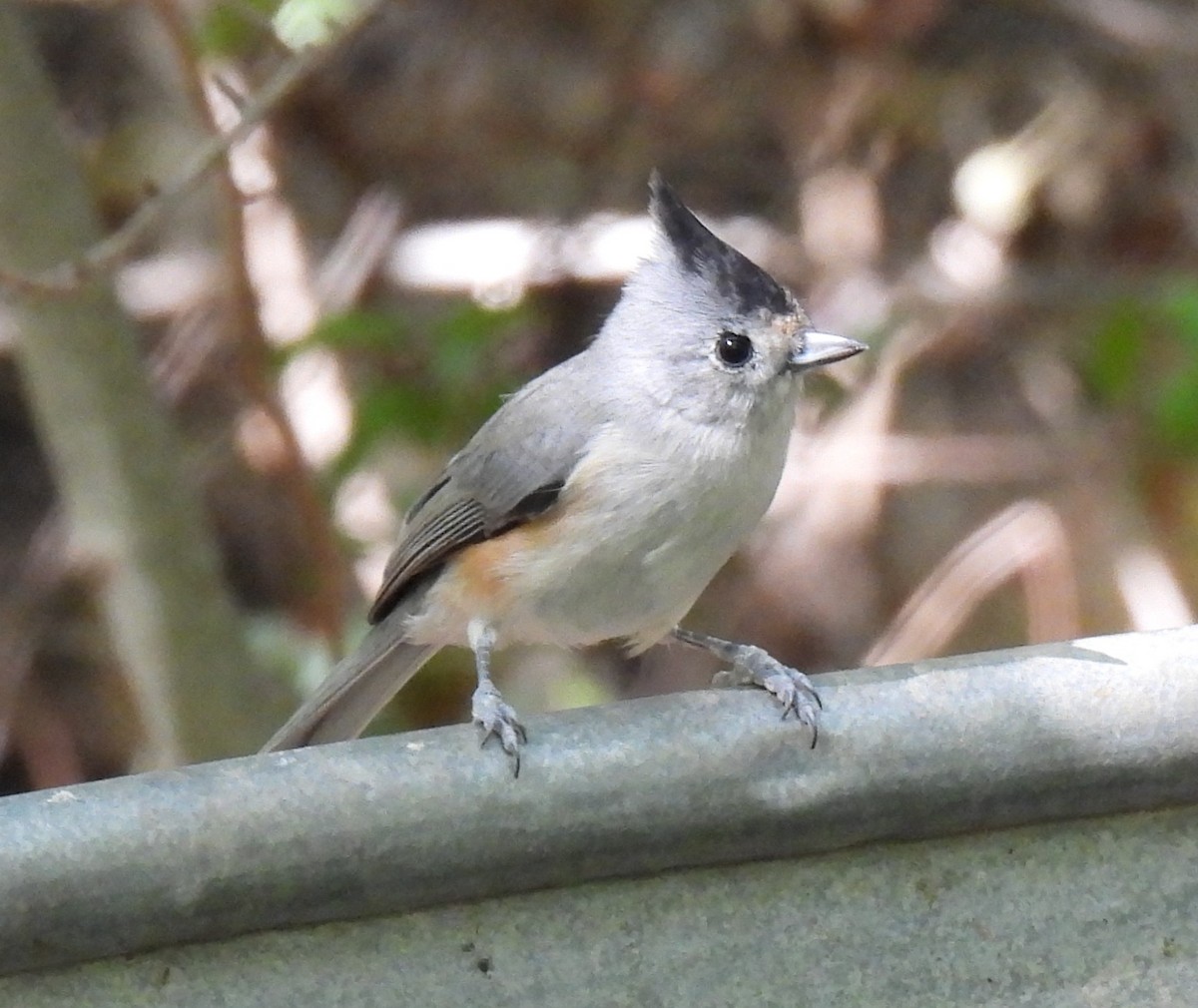 Tufted x Black-crested Titmouse (hybrid) - ML642168657