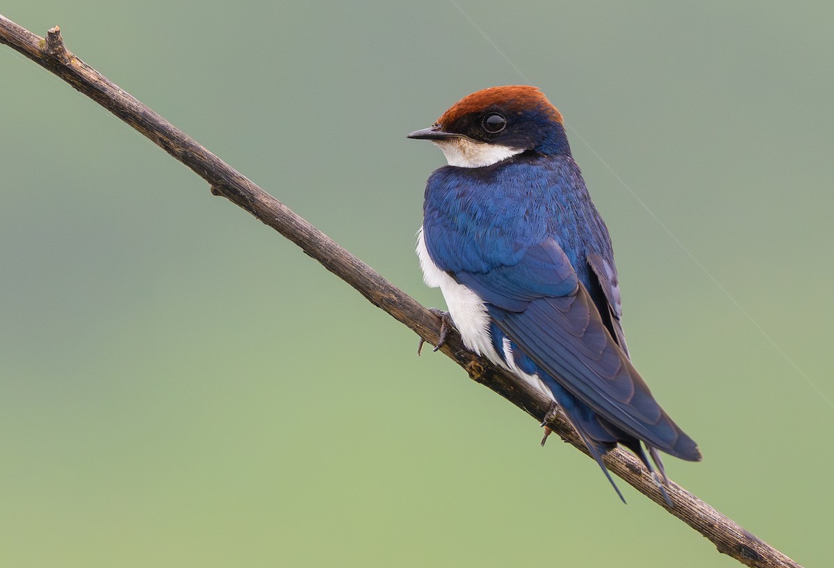 Wire-tailed Swallow - ML642168660