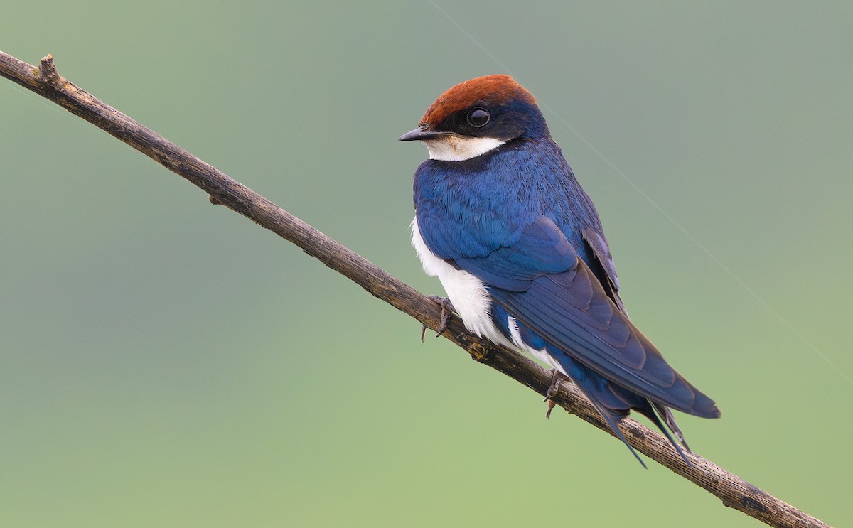 Wire-tailed Swallow - ML642168661
