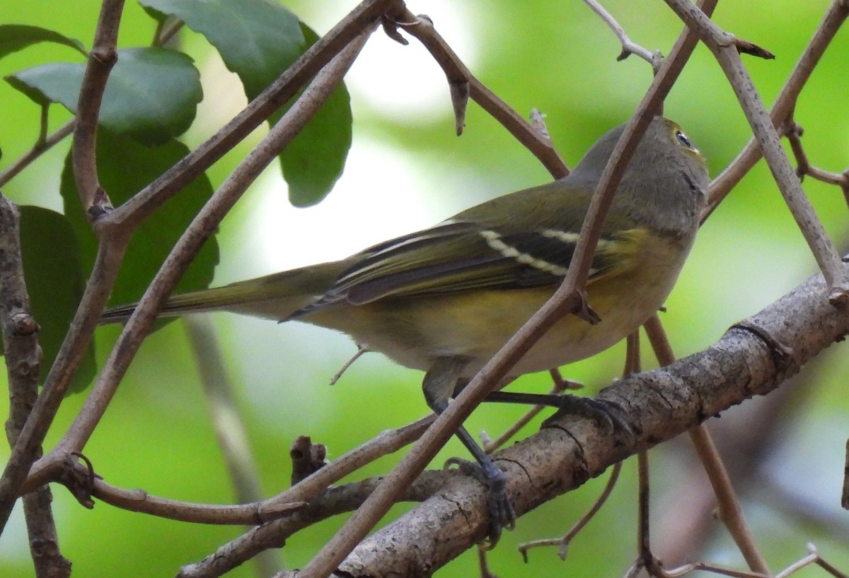 White-eyed Vireo - ML642168667