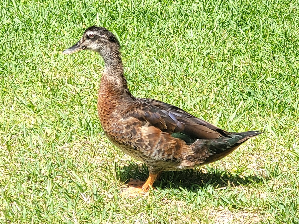 雑種 ノバリケン ｘ マガモ - ML642168672
