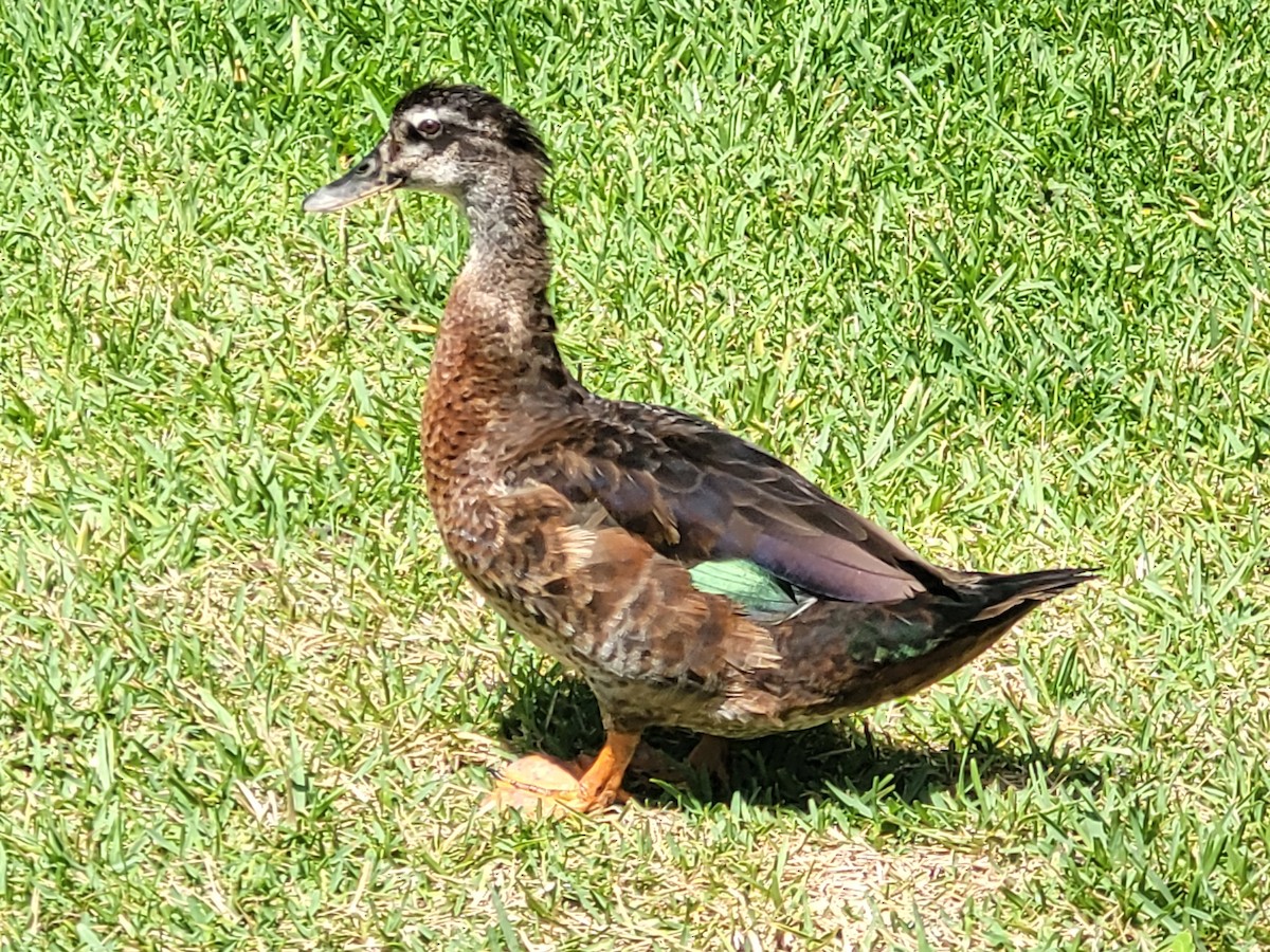 雑種 ノバリケン ｘ マガモ - ML642168673