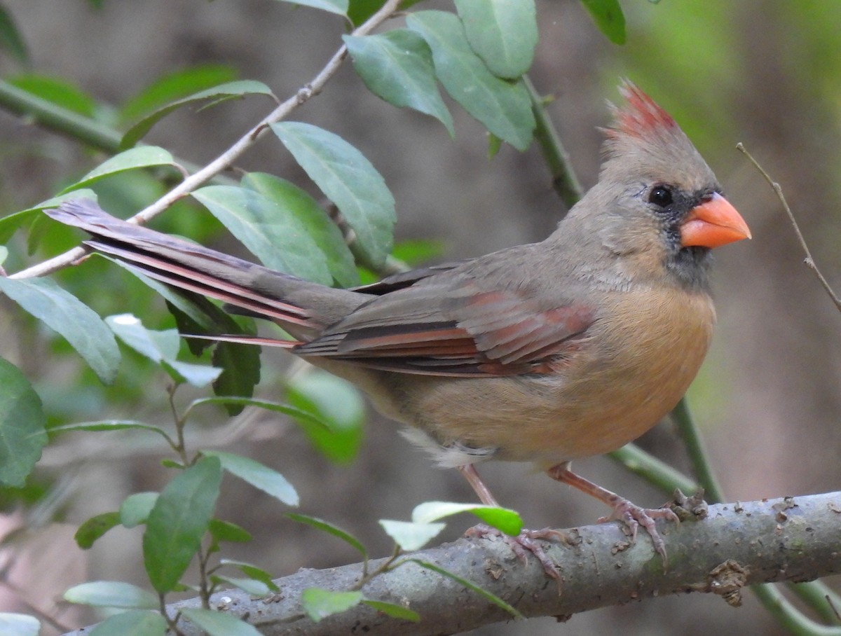 Northern Cardinal - ML642168679