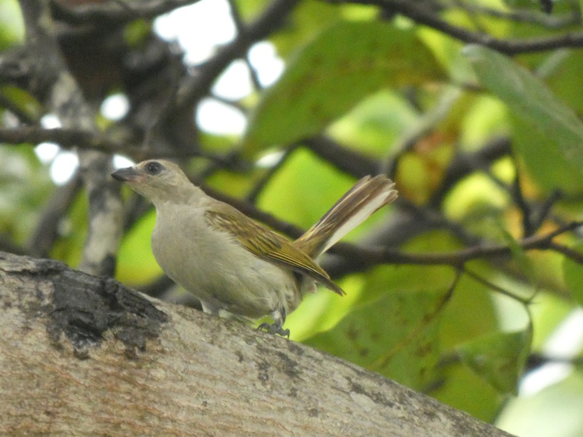Lesser Honeyguide - ML642168682