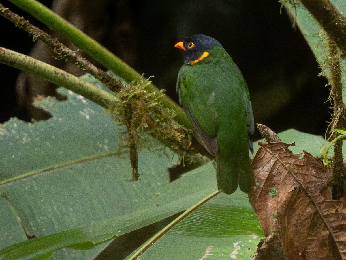 Orange-breasted Fruiteater - ML642168695