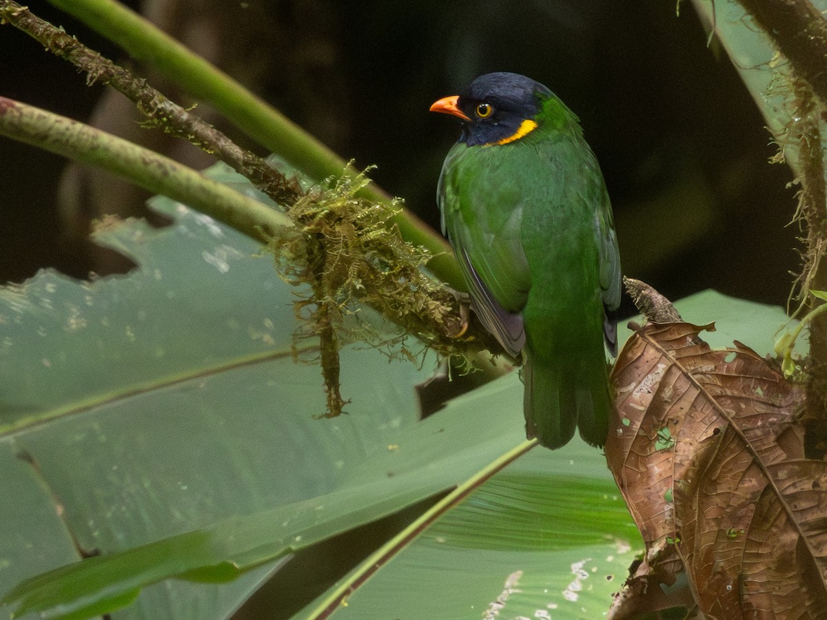 Orange-breasted Fruiteater - ML642168696