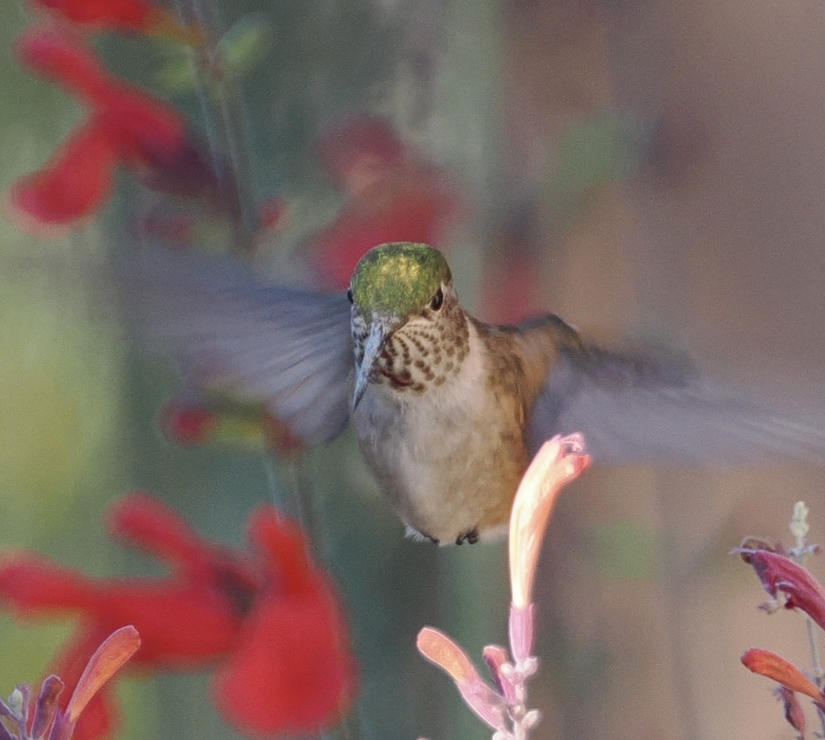 Calliope Hummingbird - ML642168735