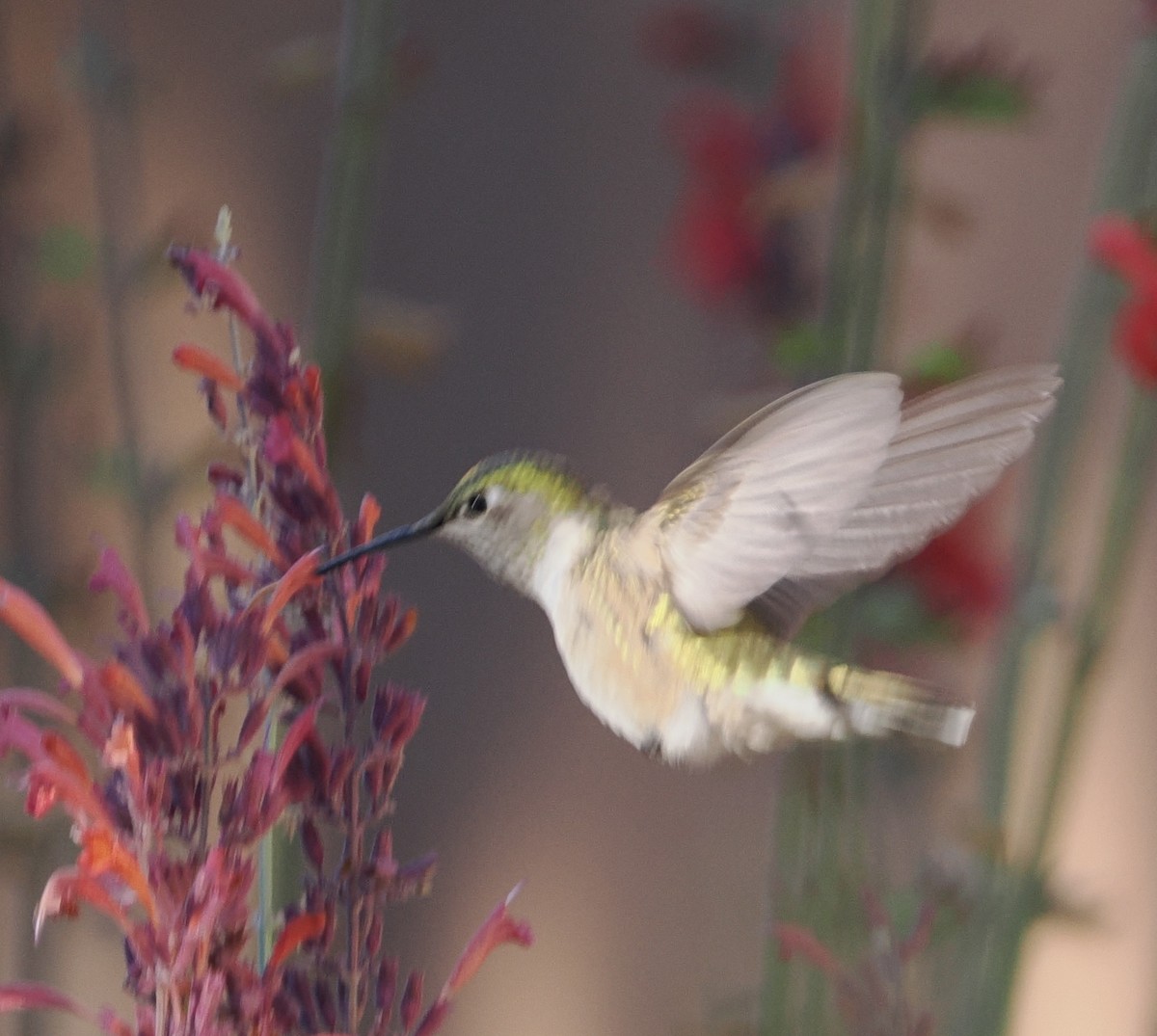 Calliope Hummingbird - ML642168736