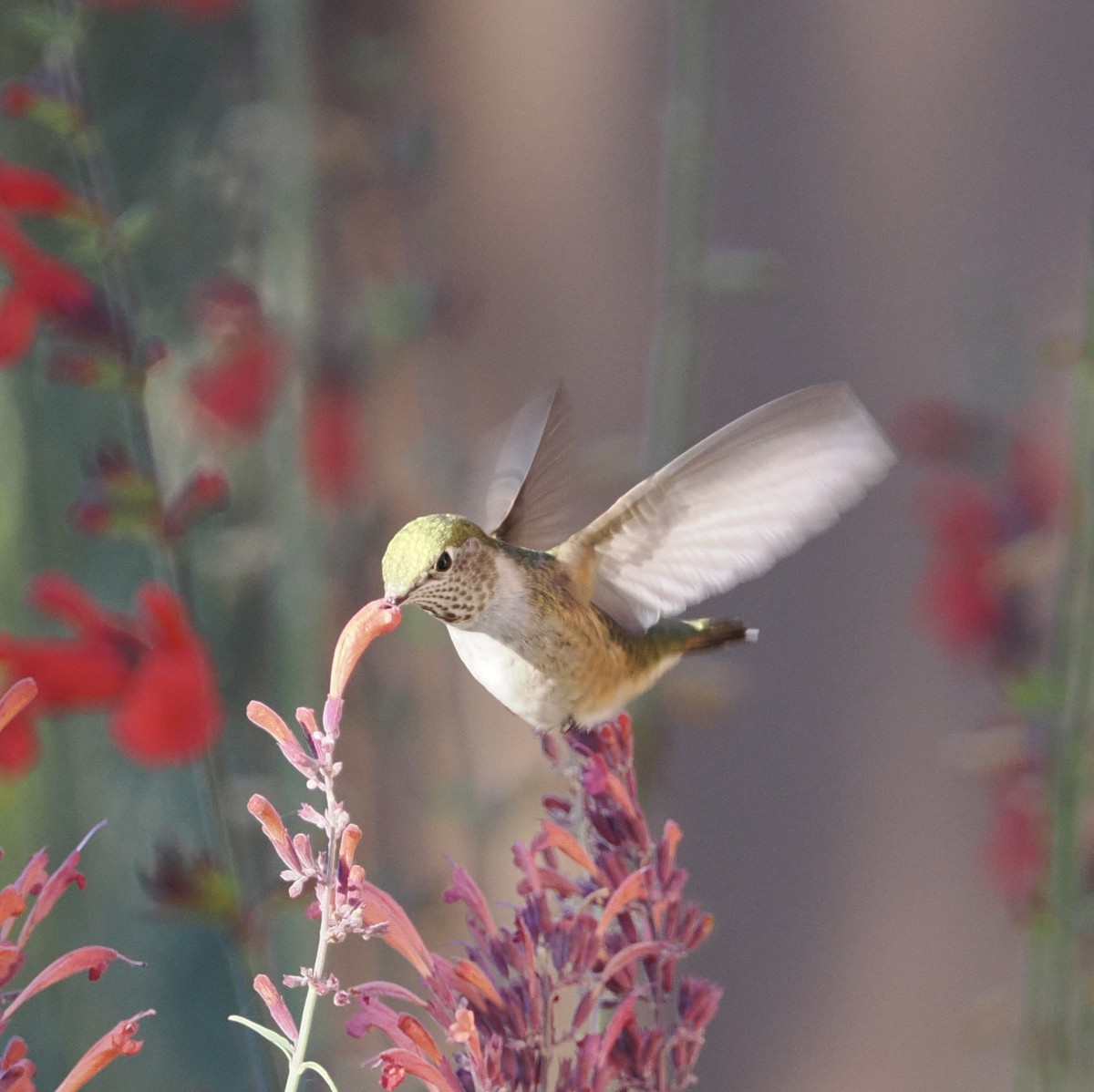 Calliope Hummingbird - ML642168737