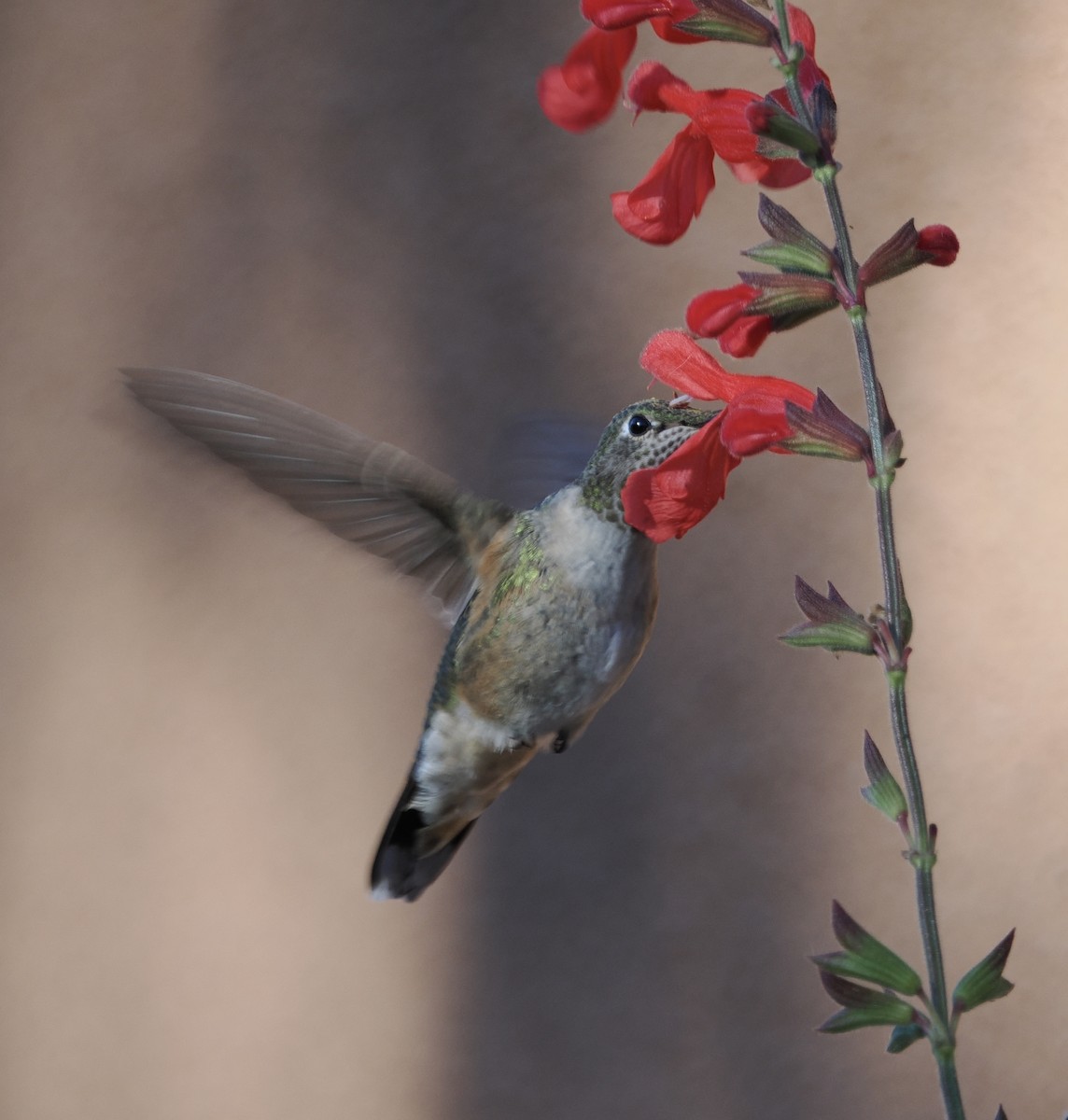 Calliope Hummingbird - ML642168738