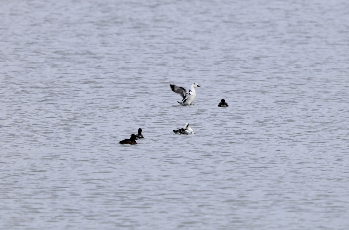 Smew - ML642168741