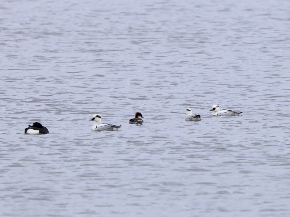 Smew - ML642168761