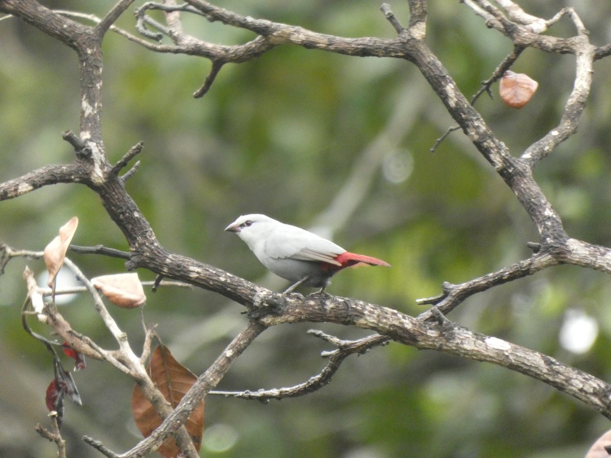 Lavender Waxbill - ML642168765