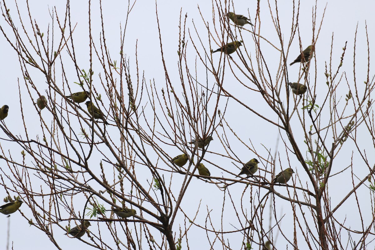 Black-chinned Siskin - ML642168775