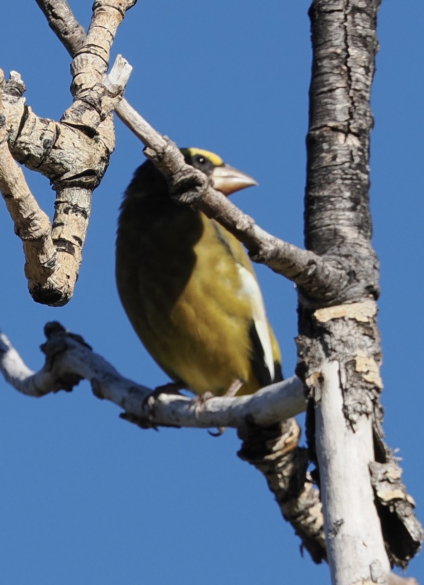 Evening Grosbeak - ML642168779
