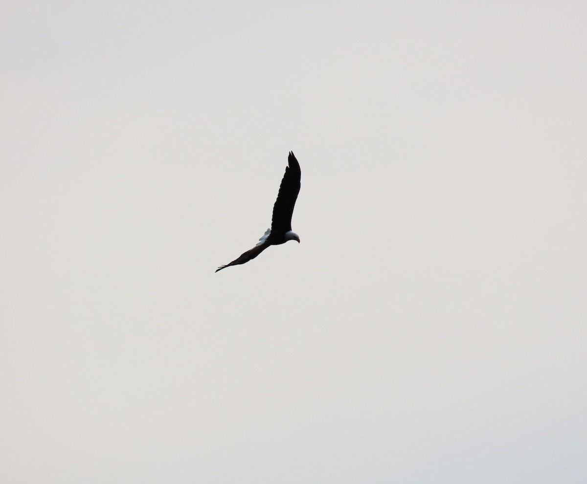 Bald Eagle - ML642168826