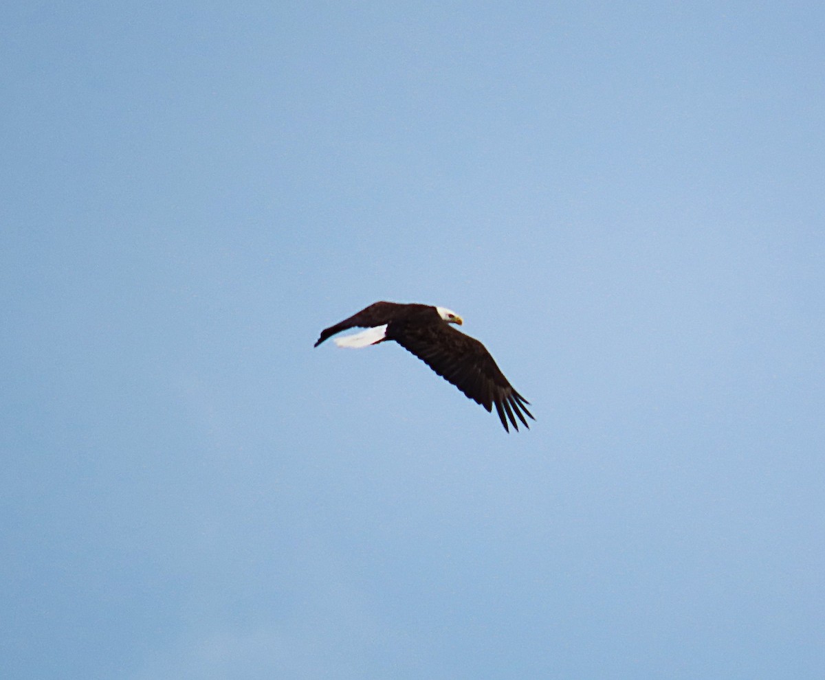 Bald Eagle - ML642168827