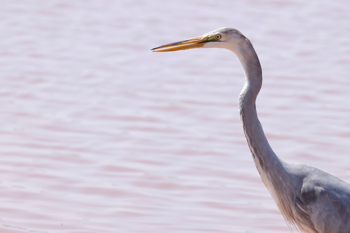 Great Egret x Great Blue Heron (hybrid) - ML642168828