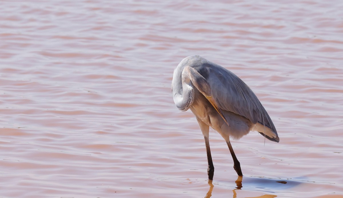 Great Egret x Great Blue Heron (hybrid) - ML642168829