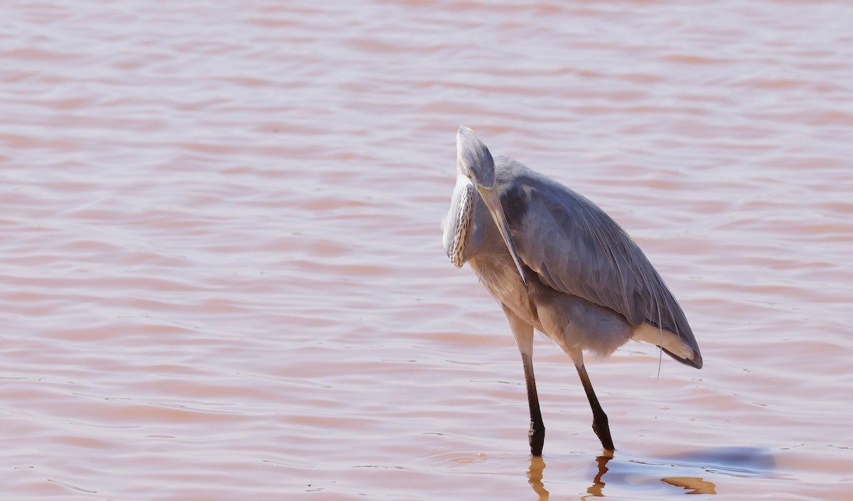 Great Egret x Great Blue Heron (hybrid) - ML642168831