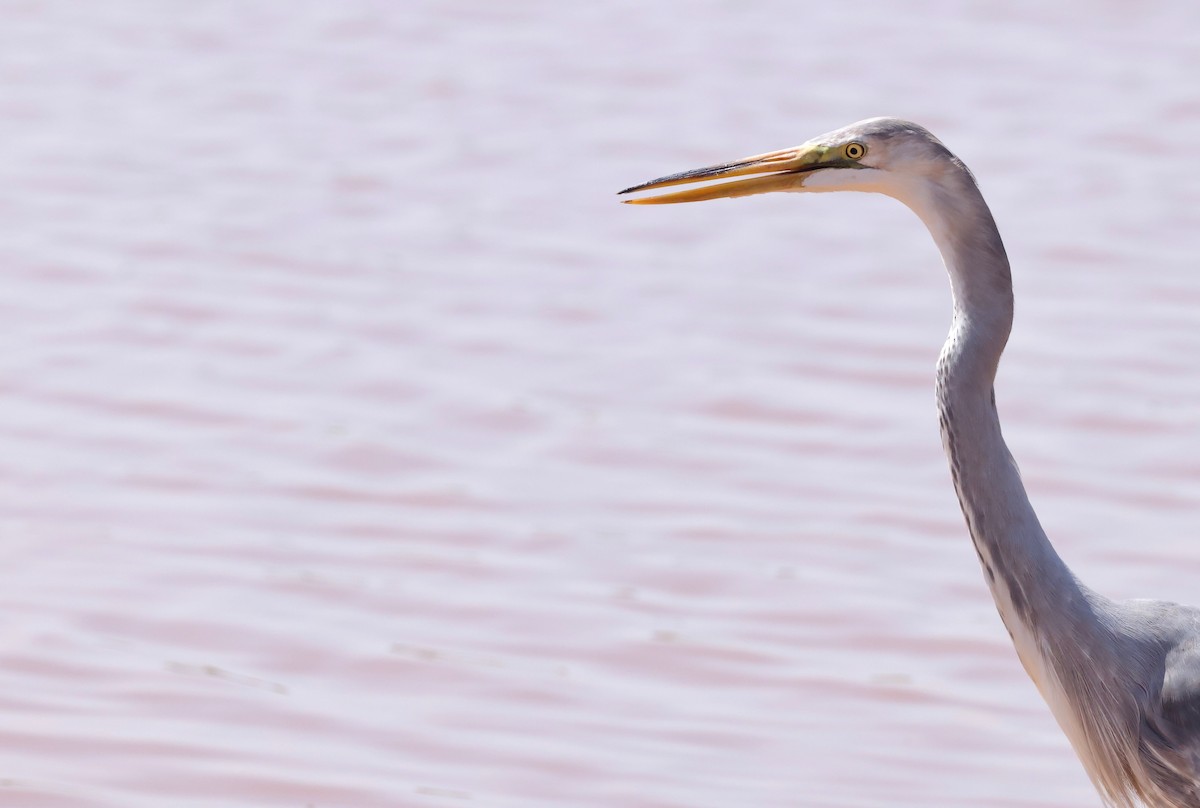 Great Egret x Great Blue Heron (hybrid) - ML642168832