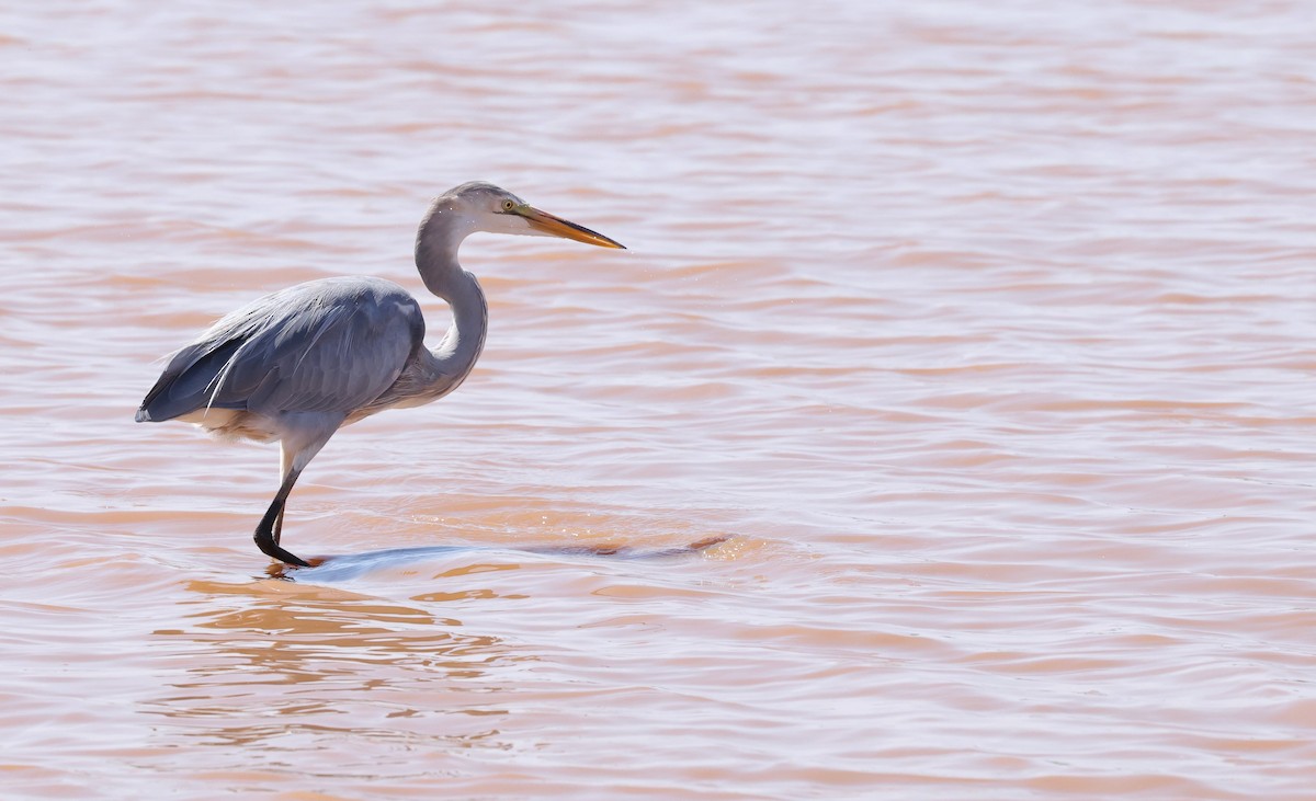 Great Egret x Great Blue Heron (hybrid) - ML642168833