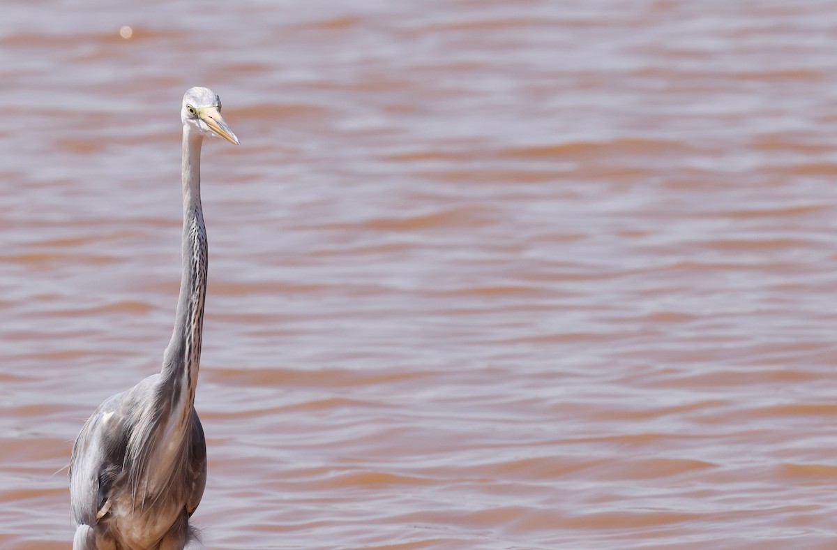 Great Egret x Great Blue Heron (hybrid) - ML642168834