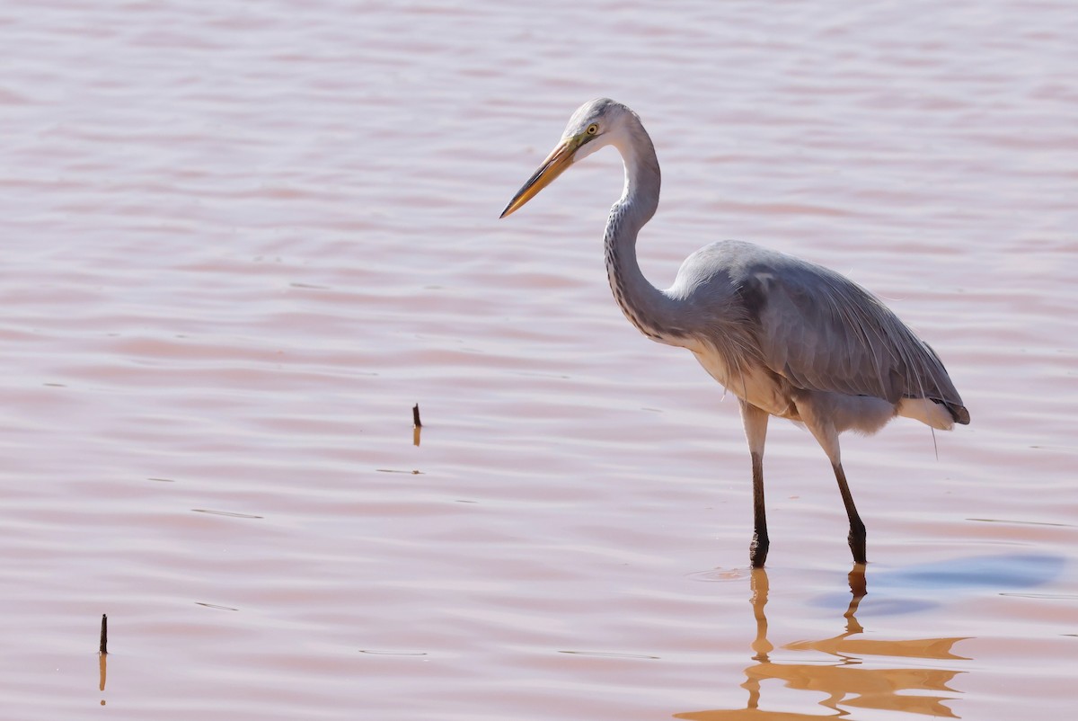 Great Egret x Great Blue Heron (hybrid) - ML642168835