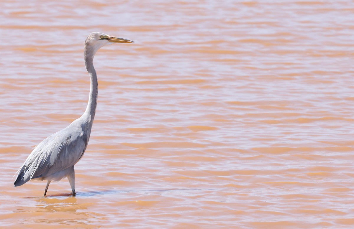 Great Egret x Great Blue Heron (hybrid) - ML642168836
