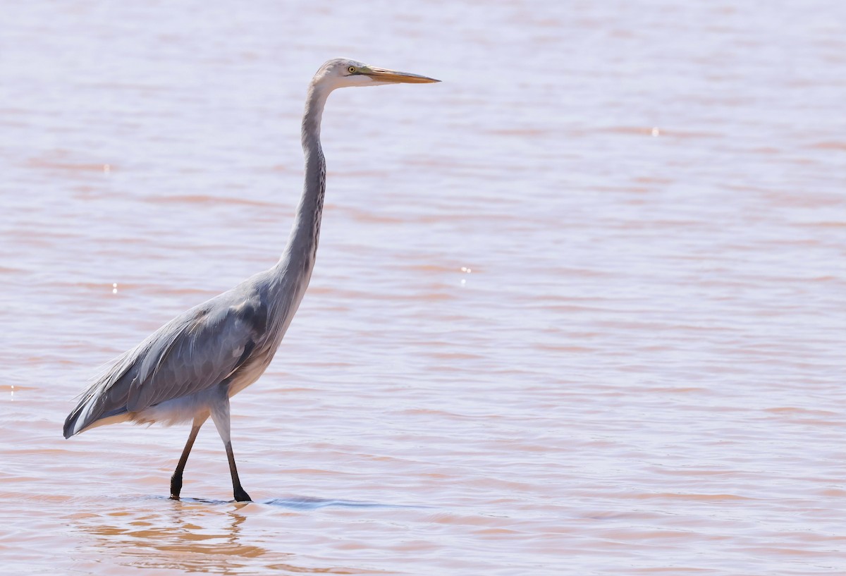Great Egret x Great Blue Heron (hybrid) - ML642168837