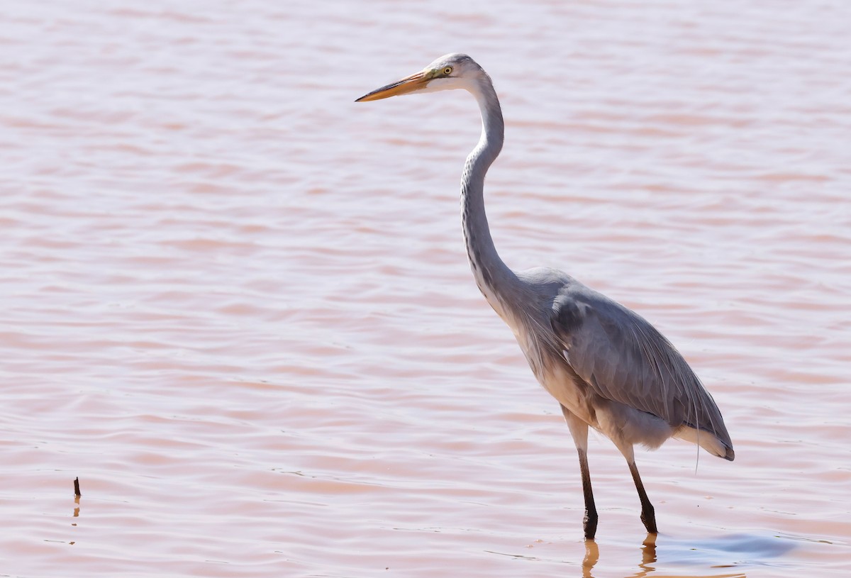 Great Egret x Great Blue Heron (hybrid) - ML642168838