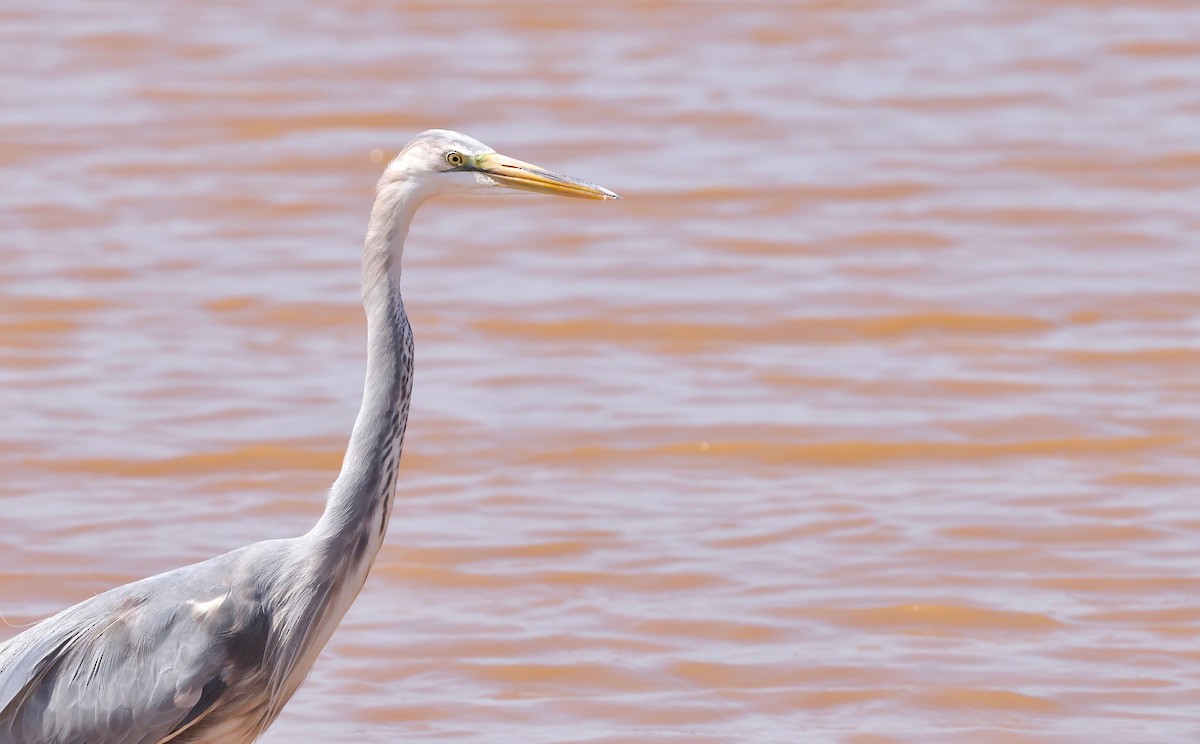 Great Egret x Great Blue Heron (hybrid) - ML642168839