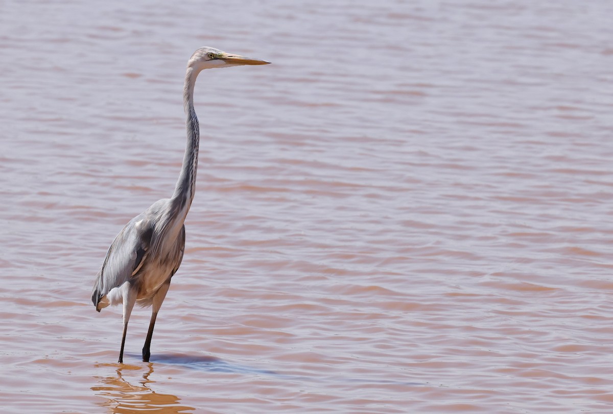 Great Egret x Great Blue Heron (hybrid) - ML642168840