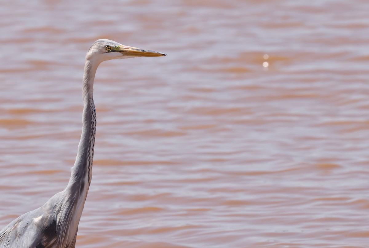 Great Egret x Great Blue Heron (hybrid) - ML642168841