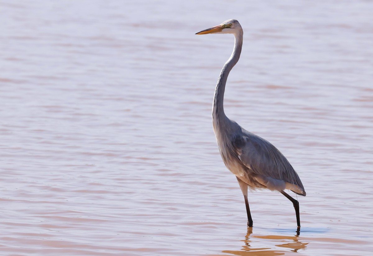 Great Egret x Great Blue Heron (hybrid) - ML642168843