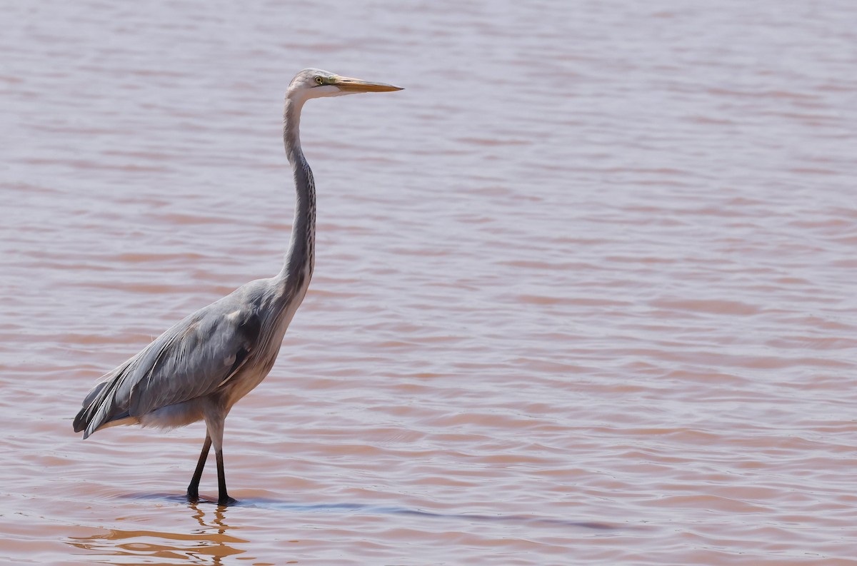 Great Egret x Great Blue Heron (hybrid) - ML642168844