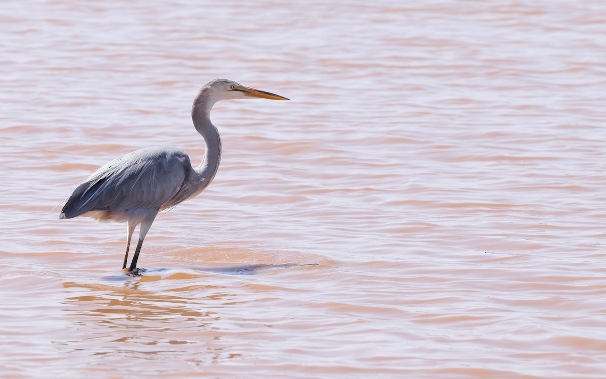 Great Egret x Great Blue Heron (hybrid) - ML642168847