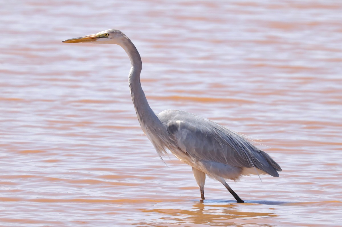 Great Egret x Great Blue Heron (hybrid) - ML642168848