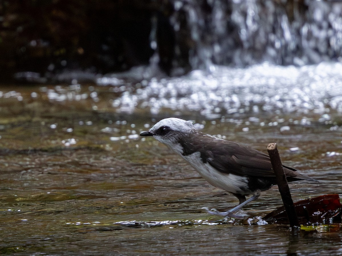 White-capped Dipper (White-bellied) - ML642168863