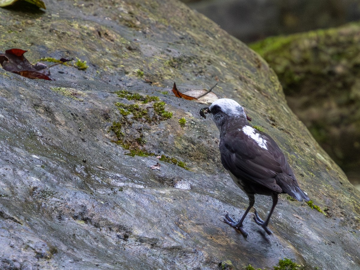 White-capped Dipper (White-bellied) - ML642168864