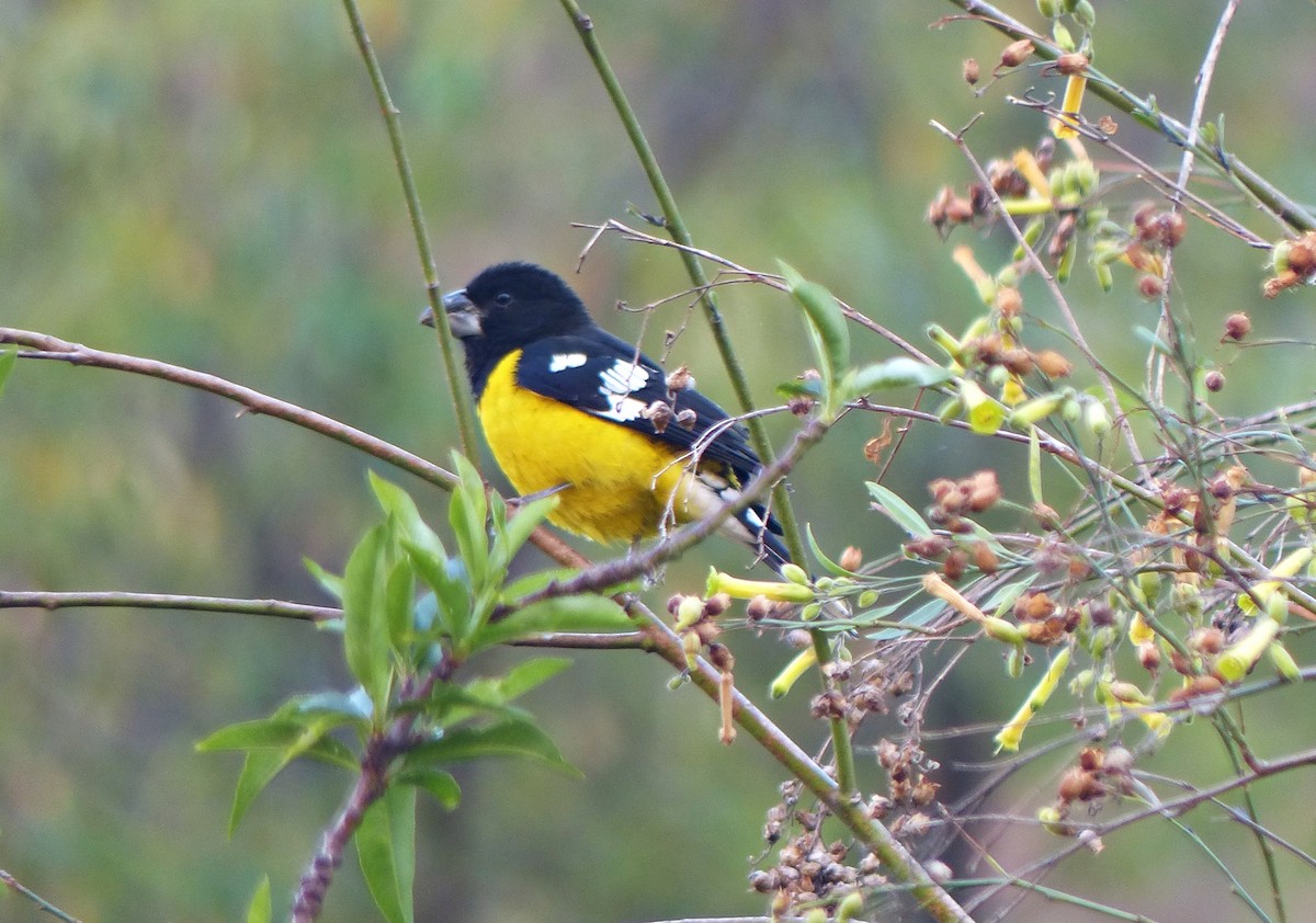 Black-backed Grosbeak - ML642168884