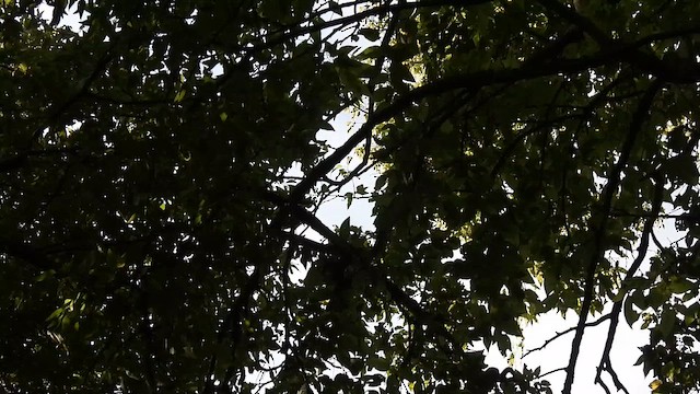 Blue Jay - ML642168898