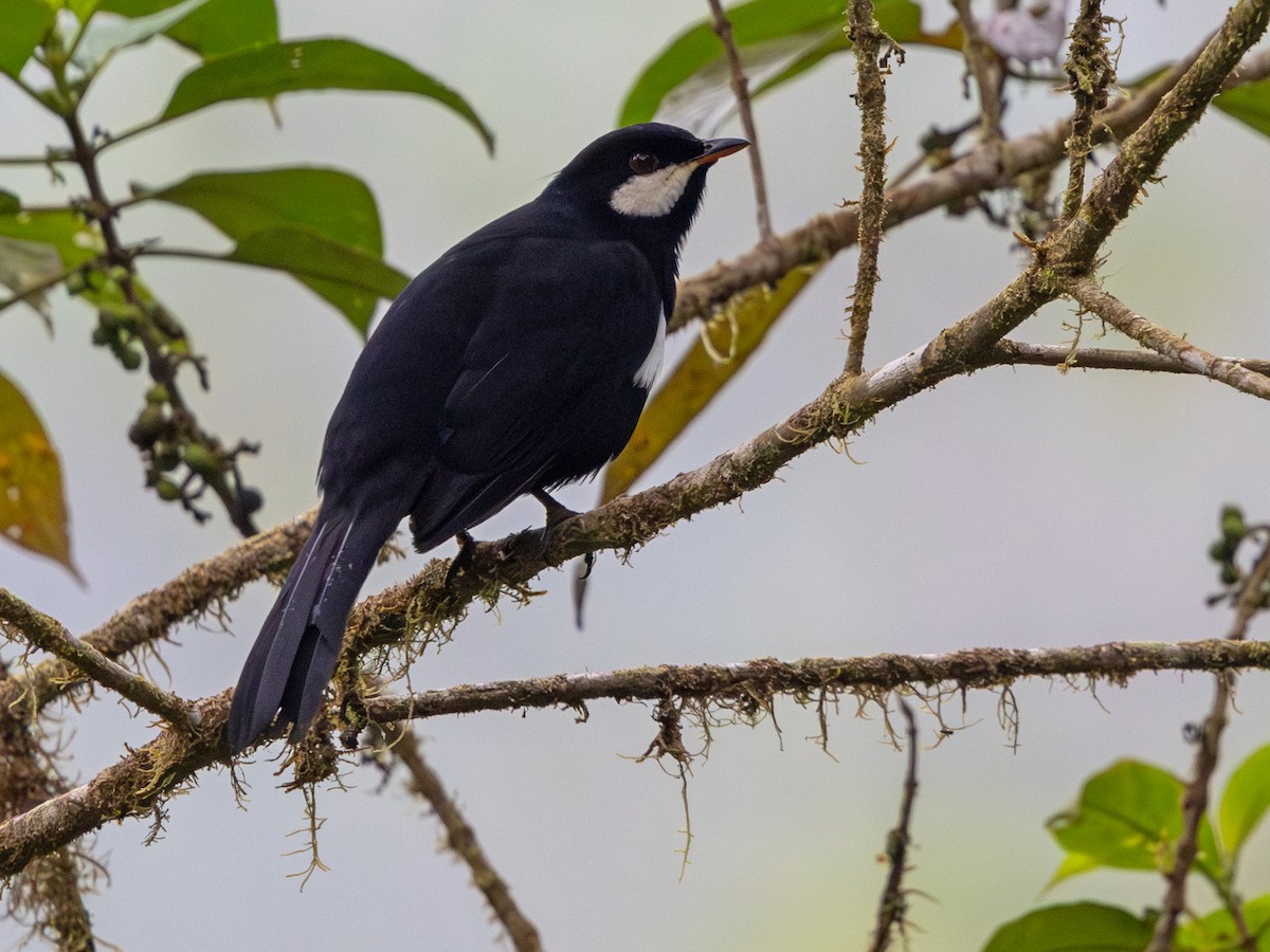 Black Solitaire - ML642168917