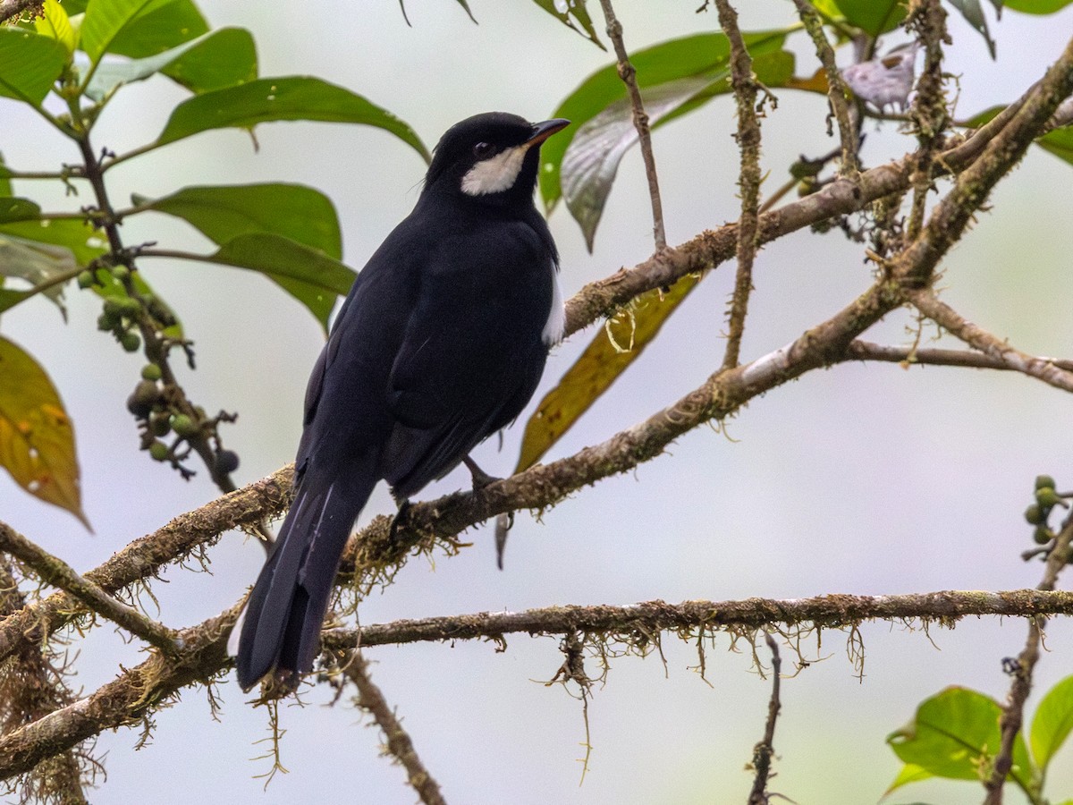 Black Solitaire - ML642168918