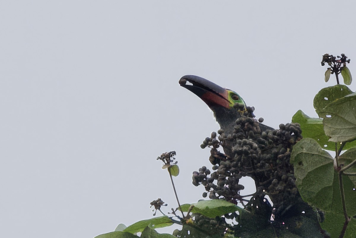 Guianan Toucanet - ML642168956