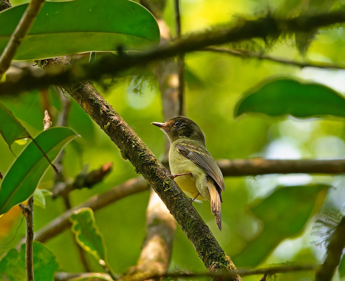 Sepia-capped Flycatcher - ML642168959