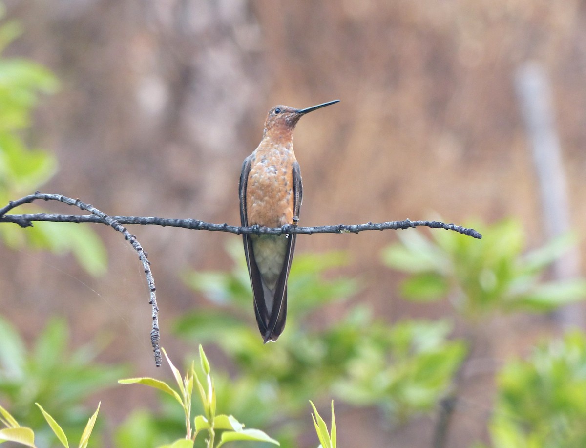 Giant Hummingbird - ML642168969
