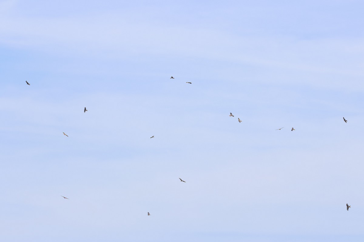 Red Kite - ML642168989