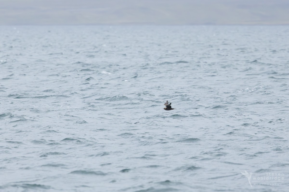 Parasitic Jaeger - ML642168990
